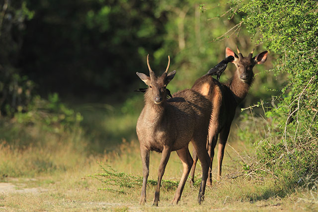 Wilpattu Safari camping - Camping Experience in Wilpattu - Wilpattu Safari Camp - Wilpattu Safari Camping Tours - Wildlife Safaris in Wilpattu - Wildlife Safari Tours in Wilpattu National Park - Wilpattu National Park - Safari Tours in Sri Lanka