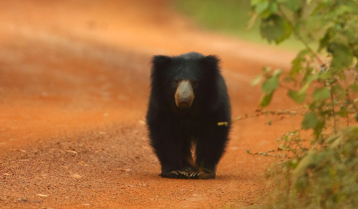 Special interest holidays in Sri Lanka holidays Special interest holidays in Sri Lanka tours Special interest holidays in Sri Lanka holiday Special interest holidays in Sri Lanka tour Special interest holidays in Sri Lanka trips Special interest holidays in Sri Lanka trip